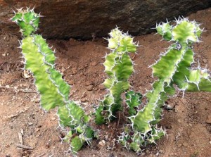 Gopher Resistant Plants: Truth & Fiction ...