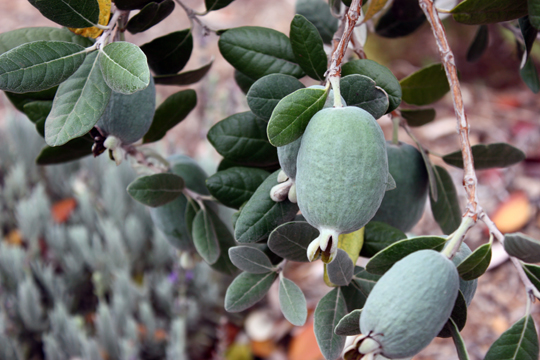 How much time does it take for a guava tree to give fruit?