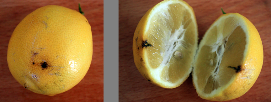 How do you prune a Meyer lemon tree?