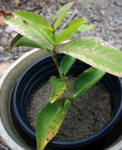 Growing The Exotic Wax Jambu Tree - TastyLandscapeTastyLandscape