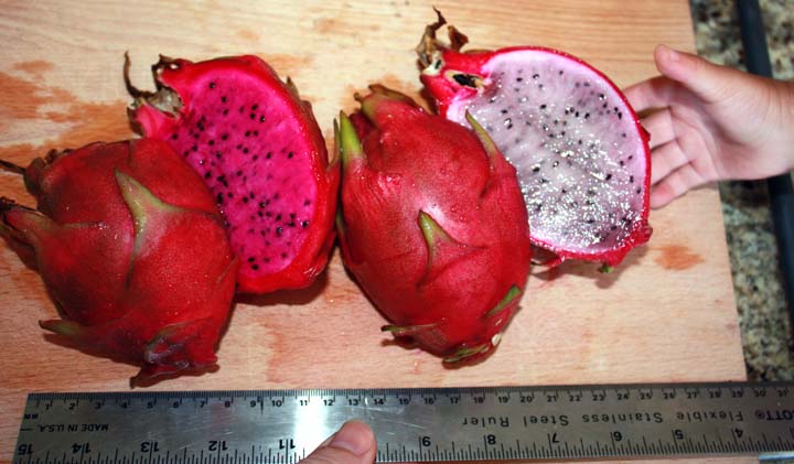 How To Get Your Dragon Fruit Cactus To Fruit TastyLandscapeTastyLandscape