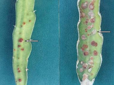 fruit dragon diseases cactus spots pitaya pitahaya branches disease plant spot trees garden grow result