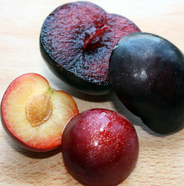 sweet treat pluerry vs burgundy plum - TastyLandscapeTastyLandscape